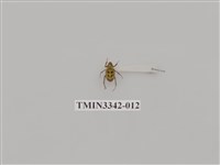 藏品(台灣姬長腳金龜)的圖片